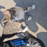 Foto de gato encontrado en Roubaix