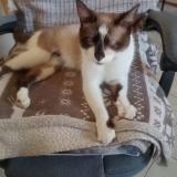 Foto del gato perdido en Valras Plage