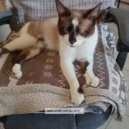 Foto 1/1 GRIBOUILLE Chat perdido en Valras plage