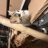 Foto de gato encontrado en Paris