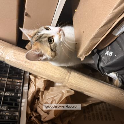 Foto 1/1 Gato encontrado Encontrado en Paris