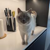 Foto del gato perdido en Evergem