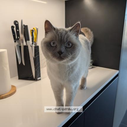 Foto 1/1 smoky Chat perdido en Evergem