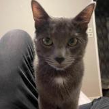 Foto del gato perdido en Haubourdin