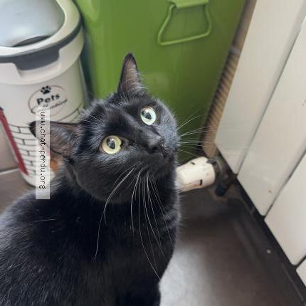 Foto 1/2 Salem Chat perdido en Viry chatillon