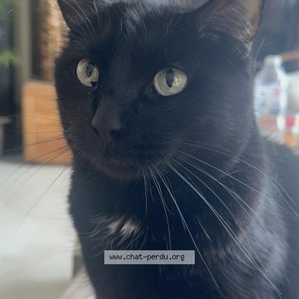 Foto 2/2 Salem Chat perdido en Viry chatillon
