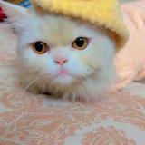 Foto del gato perdido en Pakistan