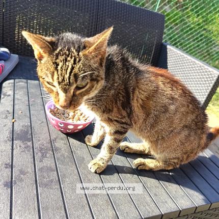 Foto 1/1 Gato encontrado Encontrado en Noiretable