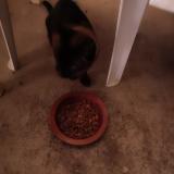 Foto de gato encontrado en 82000 Montauban