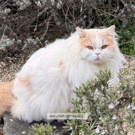 Foto 1/1 Uta Chat perdido en Ruffey les echirey