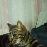 Foto del gato perdido en Marcq En Baroeul