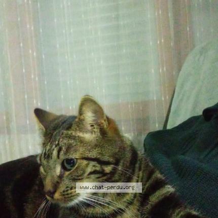 Foto 1/1 Gribouille Chat perdido en Marcq en baroeul