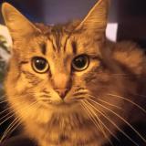 Foto del gato perdido en Saint Nazaire