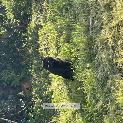 Foto 1/1 Gato encontrado Encontrado en Castres