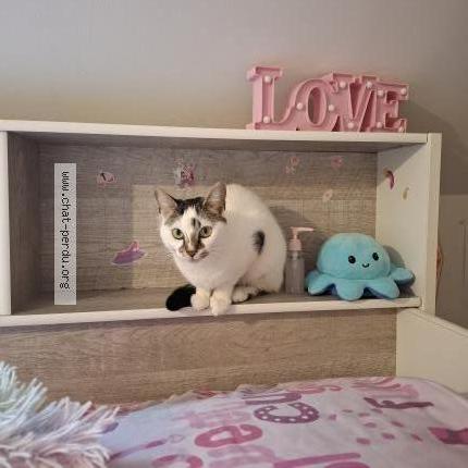 Foto 1/1 Fifi Chat perdido en Coubron