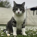 Foto del gato perdido en Carignan De Bordeaux