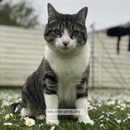 Foto 1/1 Paco Chat perdido en Carignan de bordeaux