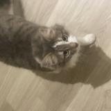 Foto del gato perdido en Bartenheim