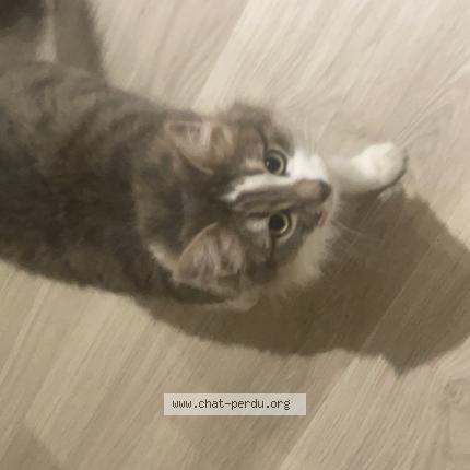 Foto 1/1 Neva Chat perdido en Bartenheim