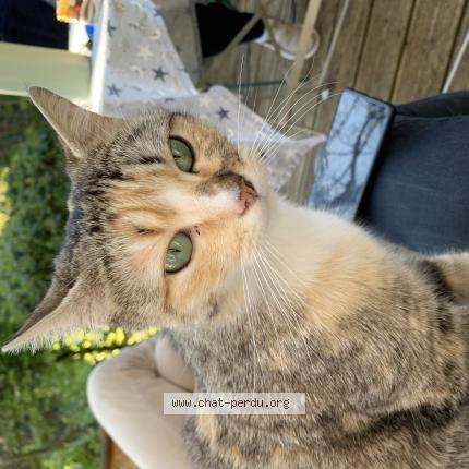 Foto 1/1 Gato encontrado Encontrado en Niort