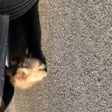 Foto de gato encontrado en Carquefou