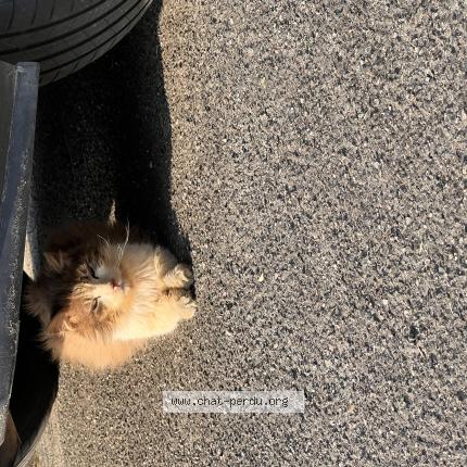 Foto 1/1 Gato encontrado Encontrado en Carquefou