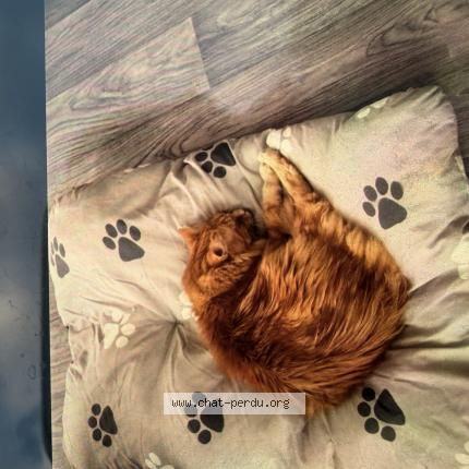 Foto 1/1 Pacha Chat perdido en Hayange