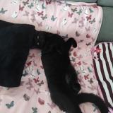 Foto del gato perdido en Alixan