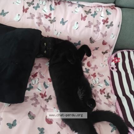 Foto 1/1 Pomponette repond à ma fifille Chat perdido en Alixan