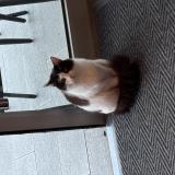 Foto de gato encontrado en Nyons