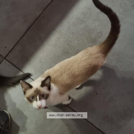 Foto 1/1 Princess Chat perdido en Lendresse