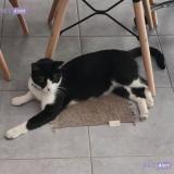 Foto del gato perdido en Strasbourg