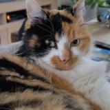 Foto del gato perdido en Basse Goulaine