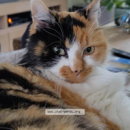 Foto 1/1 CLEO Chat perdido en Basse goulaine