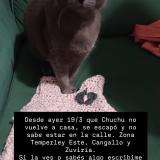 Foto del gato perdido en Temperley