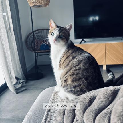 Foto 1/1 Achille Chat perdido en Idron