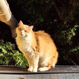 Foto del gato perdido en Canet