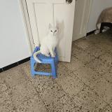 Foto del gato perdido en Toulon