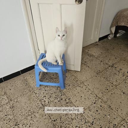 Foto 1/1 Kitty Chat perdido en Toulon