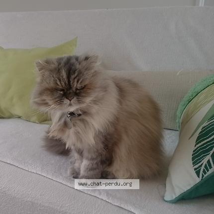 Foto 1/1 Cassiop&eacute;e Chat perdido en Boissezon