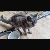 Foto de gato encontrado en Le Havre