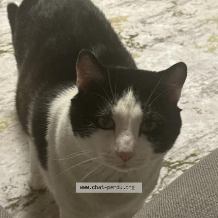 Foto 1/1 Sheker Chat perdido en Nyon