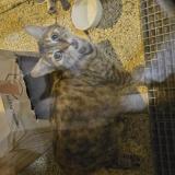 Foto de gato encontrado en Tournefeuille