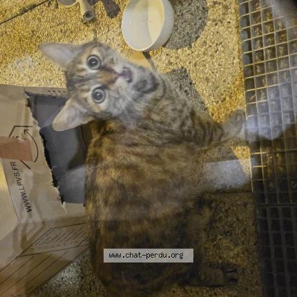 Foto 1/1 Gato encontrado Encontrado en Tournefeuille