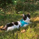 Foto del gato perdido en Toulouse