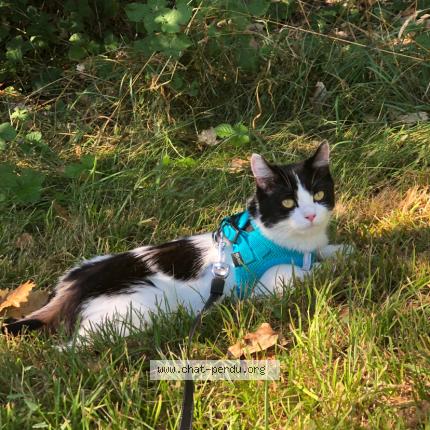 Foto 1/1 Vanya Chat perdido en Toulouse