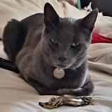 Foto de un gato reunido en Chiguayante