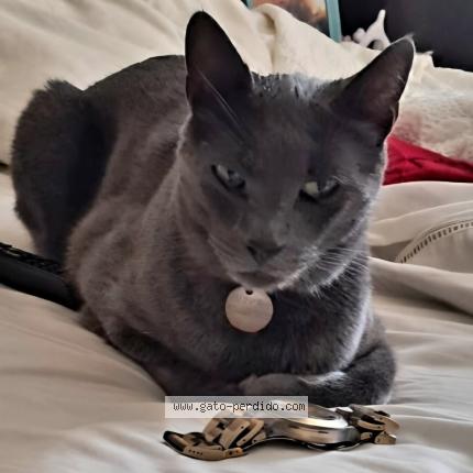 Foto 1/1 Gato encontrado Perdido en Chiguayante