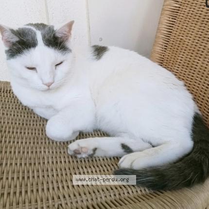 Foto 1/1 Socrate Chat perdido en Marseille