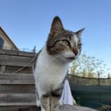 Foto del gato perdido en Saint Martin De Crau